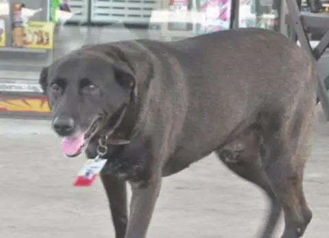 negao_dog (9)