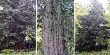 Zonguldak’ta Bulunan Dünyanın En Yaşlı 5. Ağacına Pastalı Doğum Günü Kutlaması