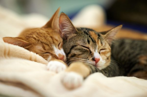 Two young domestic cats sleeping and snuggled.