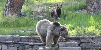 Sarıkamış’ta Aç Kaldıkları İçin Otellerin Çöplerini Karıştıran Boz Ayı ve İki Bebeği