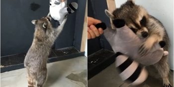 Rakunların Dünyanın En Tatlı Hayvanları Olduğunu Kanıtlayan 24 Minnoş