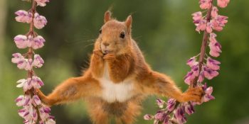 Karate Pozlarıyla Ustalara Ders Verebilecek 14 Sportif Sincap