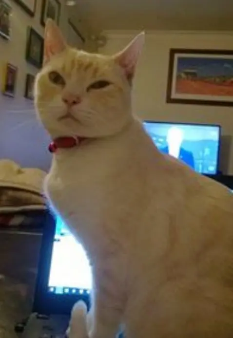 sigmund_kedi (4)