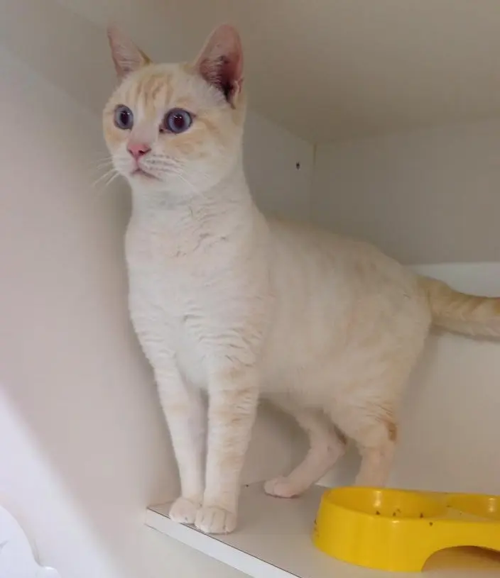sigmund_kedi (9)