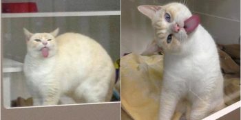 Kendini Sahiplendirmek İçin Bambaşka Bir Yol Bulan Akıllı Kedicik Sigmund