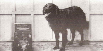 1930’lu Yıllarda 27 Kişinin Hayatını Kurtaran Kahraman Köpek Swansea Jack