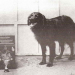 1930’lu Yıllarda 27 Kişinin Hayatını Kurtaran Kahraman Köpek Swansea Jack