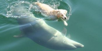 Her Gün Yunus Arkadaşıyla Yüzmek İçin Denize Açılan Adalı Köpek