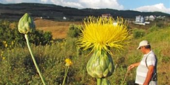 Dünyada Bir Tek Kuşadası’nda Yetişen, Korunmazsa Nesli Tükenecek Olan Tüllüşah Bitkisi