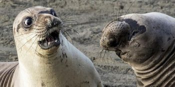 2017 Yılı Komik Vahşi Yaşam Fotoğrafları Yarışmasından Mizah Dolu 14 Kare