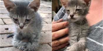 Pati Uçlarına Basamayıp Kolları Üzerinde Yürüyebilen Savaşçı Ruhlu Minnoş Scooter