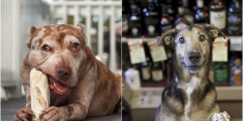 Yılların Tüylerine Aklar Düşürdüğü Ama Minnoş Ruhlarını Kaybettirmediği 26 İhtiyar Köpek
