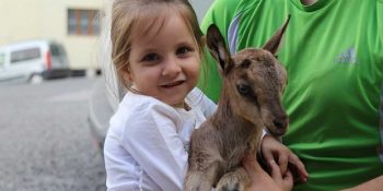 Artvin’de Bulunan Felçli Yavru Dağ Keçisinin Şans Eseri Kurtulma Hikayesi