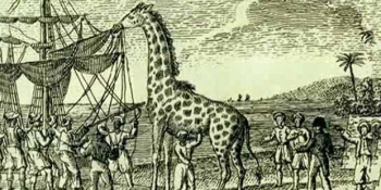 1826 Yılında Mısır Valisinden Fransa Kralına Hediye Edilen Zarafa’nın Zorlu Yolculuk Serüveni