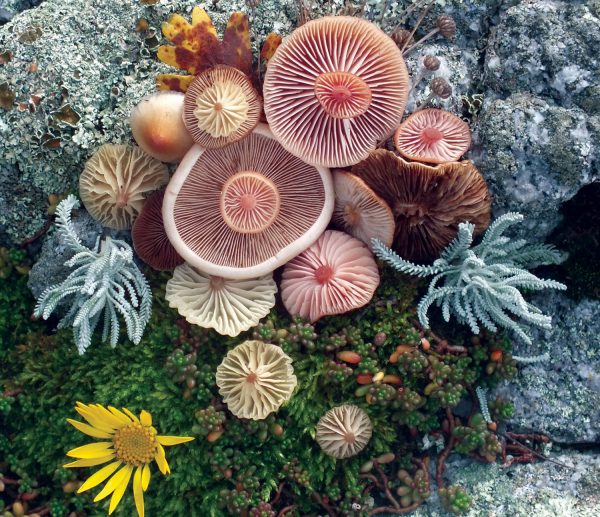 16-jill-bliss-mushroom-medley-with-lavender-print-ADDITIONAL