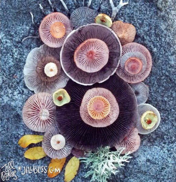 18-mushrooms-nature-medley-photos-jill-bliss-24-59895e50c3526__700