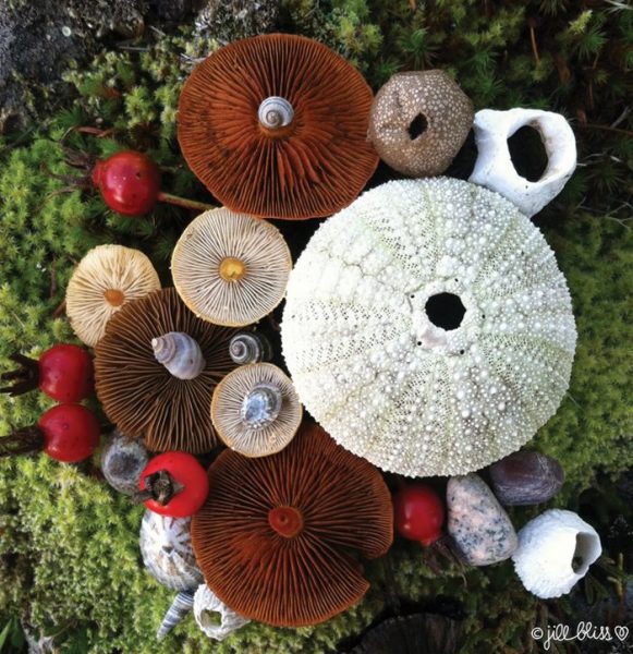 19-mushrooms-nature-medley-photos-jill-bliss-40-59895e79a03b5__700
