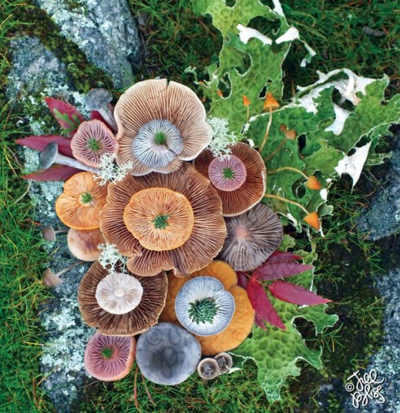 21-mushrooms-nature-medley-photos-jill-bliss-14-59895e3892648__700