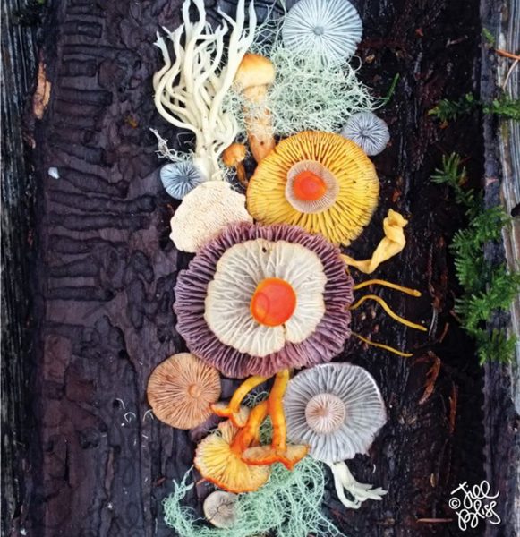 22-mushrooms-nature-medley-photos-jill-bliss-13-59895e36a0b28__700