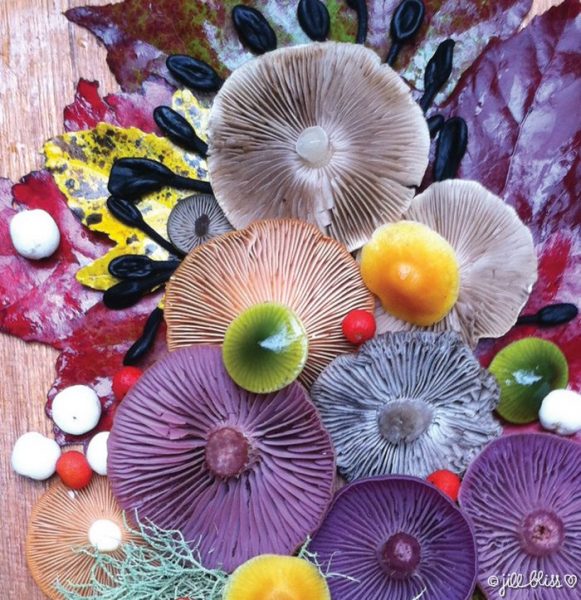 23-mushrooms-nature-medley-photos-jill-bliss-37-59895e738bd4e__700
