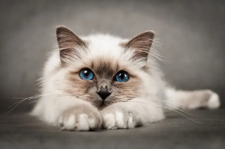 birman_kedisi_hastaliklari