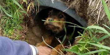 Yaralı Bacağıyla 1 Ay Boyunca Aynı Delikte Yaşam Mücadelesi Veren Köpek Bobby