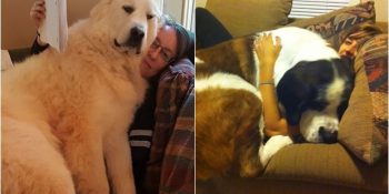 Ne Kadar Büyük Olduklarına Bakmaksızın Kucağa Oturmak İsteyen 22 Koca Bebek