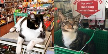 Mesai Saatleri İçerisinde Görevlerini Patilerinin Layıkıyla Yapan 14 İşgüzar Pisi