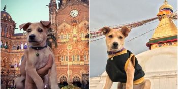 Sokağa Terk Edilmişken Tüm Asya’yı Gezen Şanslı Köpek Chapati’nin Yolculuk Serüveni