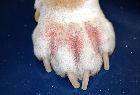cornell_rf_photo_of_dogs_paw_with_allergy