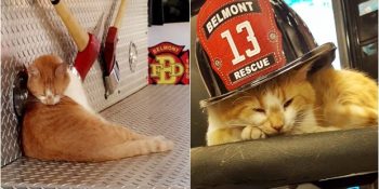 Minicik Bir Kediyken Mama Aradığı İtfaiyeyi Patisinde Oynatmaya Başlayan Kedicik Flame