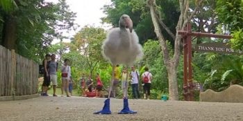 Kendisine Özel Dikilen Havalı Mavi Botlarıyla Ayaklarını Koruyan Yavru Flamingo