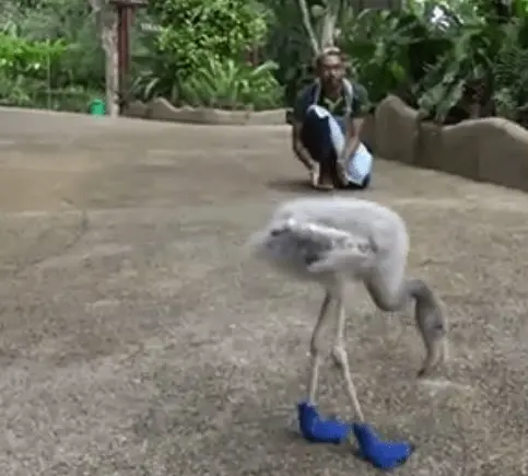 flamingo_squish (1)