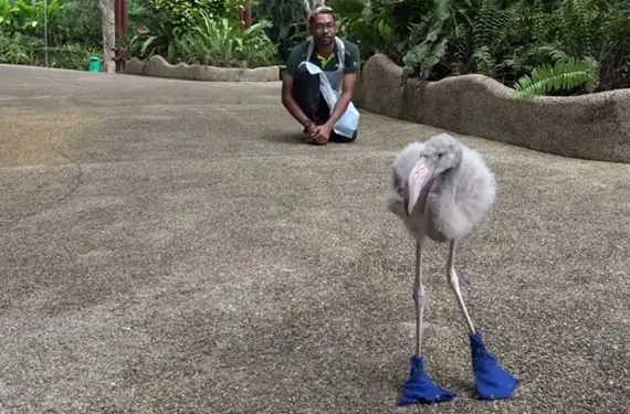 flamingo_squish (2)