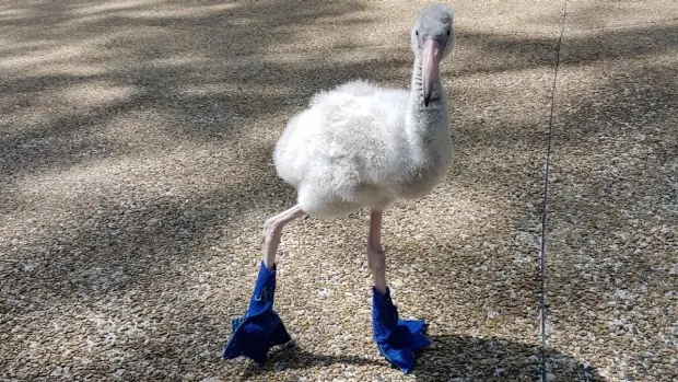 flamingo_squish (3)