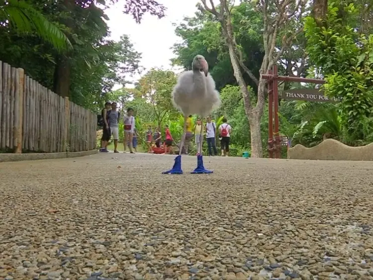flamingo_squish (4)