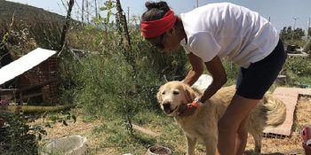 Sakat Sokak Hayvanları İçin Yeniden İşe Başlayıp Ağ Ören Emektar Kadın