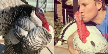 Şükran Günü’nden Bir Gün Önce Çiftlikten Kurtarılan Hindi Arthur’un İnanılmaz Hikayesi
