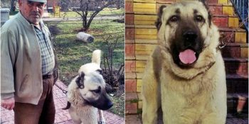 Yaylada Kalp Krizi Geçiren Sahibini Arama Ekiplerinin Bulması İçin Çabalayan Kangal