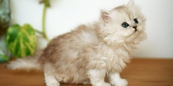 Her Burcun Baskın Karakterleriyle Temsil Ettiği 12 Minnoş Kedi Türü