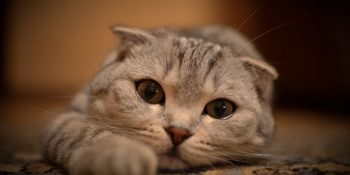 Cins Kedilerin Sağlık Sorunları ve Kendi Türlerine Özel Genetik Bozuklukları