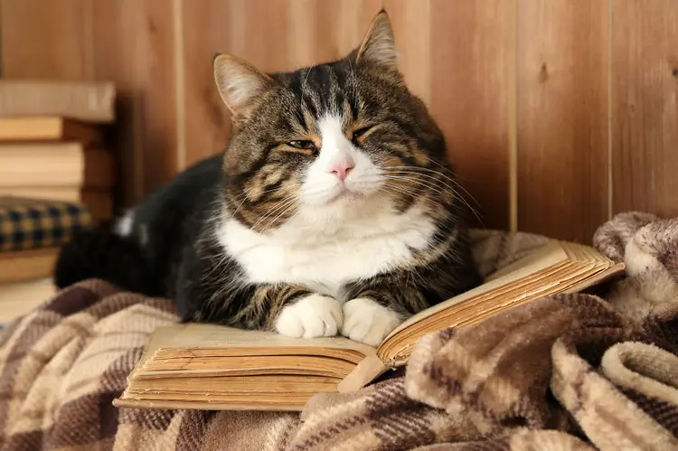 kedi_laptop_kitap (6)