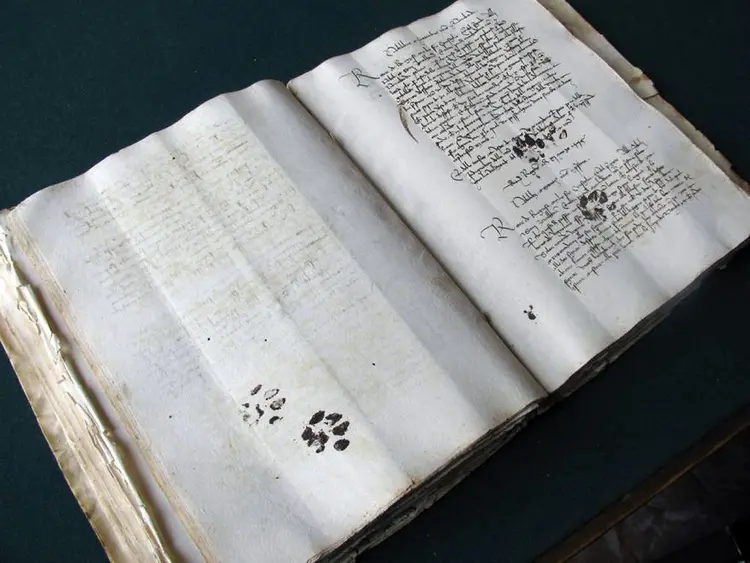 kedi_laptop_kitap (7)