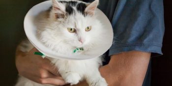 Ameliyat Sonrası Nefret Edilen Elizabeth Yakalığına Evde Yumuşak Çözüm