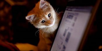 Kullandığınızda Kedinizin İlgisini Mıknatıs Gibi Çeken Laptop ve Kitapların Sırrı