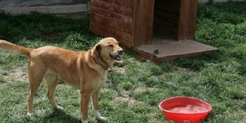 Konya’nın Sokak Hayvanlarına Yuva Bulduğu Örnek Proje: Gönüllü Hayvan Dostları