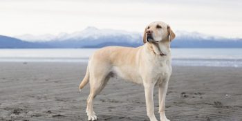 Cinslerine Göre Köpeklerde Görülen Genetik ve Yaygın Hastalıklar