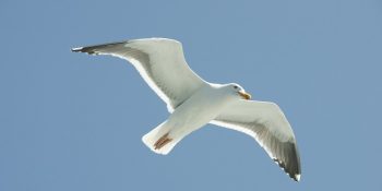 Martı Jonathan Livingston’dan Yaşamın Sınırlarına Dair 21 Alıntı