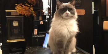 1930’dan Beri Kedilerin Müşteri İlişkileri Müdürü Olarak Çalıştığı Otel ve Kedi Matilda