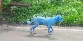 Doğaya Verdiğimiz Zararın En Üzücü Örneklerinden Biri: Hindistan’daki Mavi Köpekler